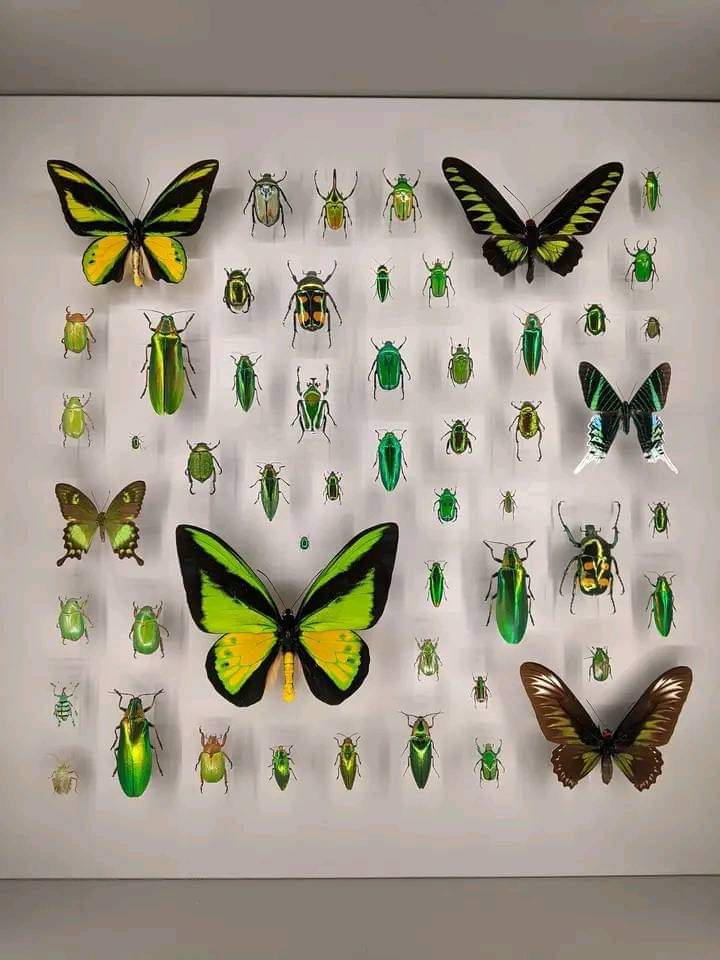 Nasrul Islam Razack 🇱🇰 tweet media