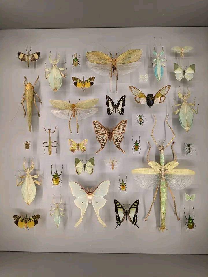 Nasrul Islam Razack 🇱🇰 tweet media