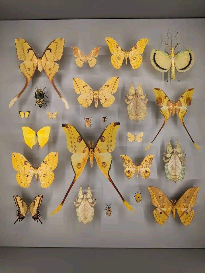 Nasrul Islam Razack 🇱🇰 tweet media