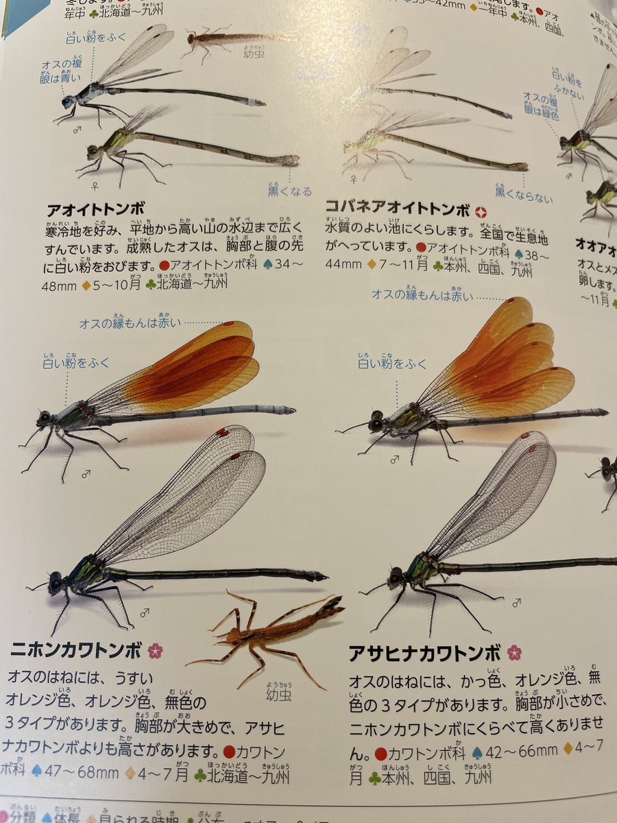 『学研の図鑑LIVE[新版] 昆虫』、「全ての昆虫を生きたまま撮って載せる」という無茶だが心躍るコンセプトを貫き通したおかげで、虫たちの繊細な色合いも鮮やかに写し取られ、生命へのリスペクトにあふれた美しい昆虫図鑑に仕上がっている。これが生きもの界への入り口になる現代キッズは羨ましい! 