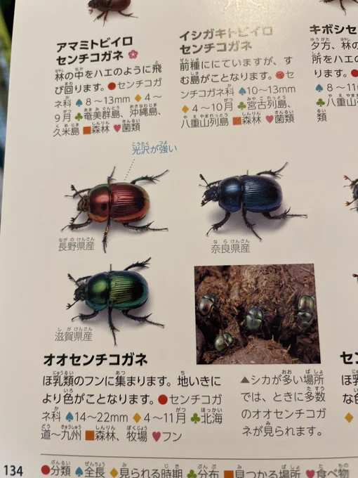 『学研の図鑑LIVE[新版] 昆虫』、「全ての昆虫を生きたまま撮って載せる」という無茶だが心躍るコンセプトを貫き通したおかげで、虫たちの繊細な色合いも鮮やかに写し取られ、生命へのリスペクトにあふれた美しい昆虫図鑑に仕上がっている。これが生きもの界への入り口になる現代キッズは羨ましい! 