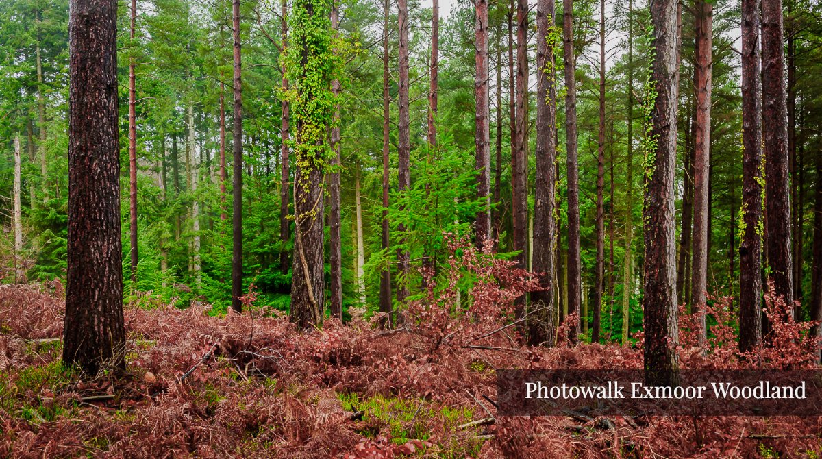 Exmoor Camera Club tweet media