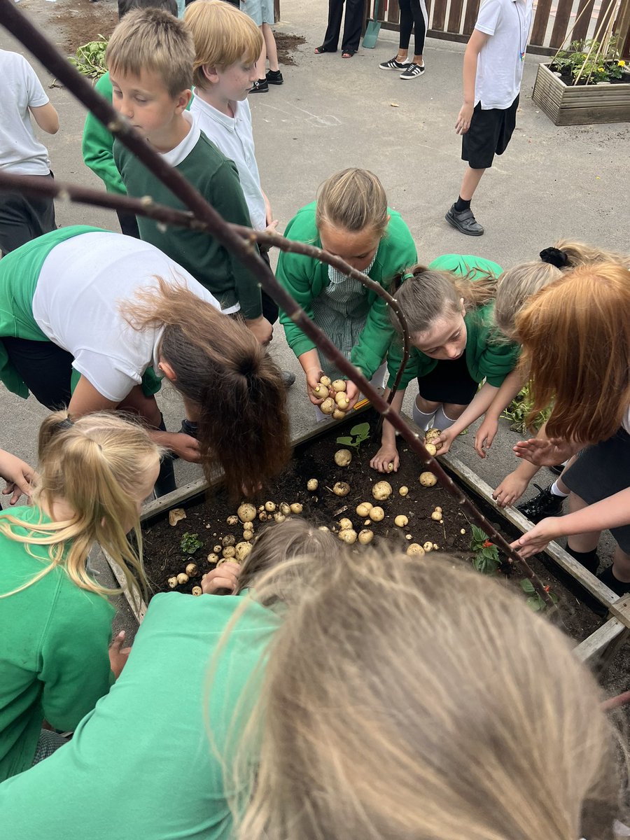 Meadowside Year 4 Cedar tweet media