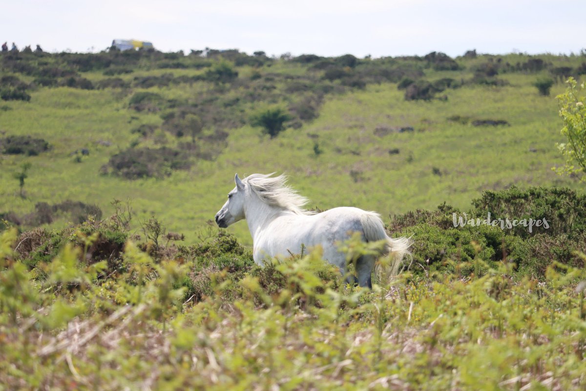 Wanderscapes365's tweet photo. https://t.co/Jmj9SQqlN1
New travel series alert 📣📣📣 Explore #southwestengland with #Wanderscapes. Discover the legends and stories of #Dartmoor that inspired the settings for #thehoundofbaskervilles #SherlockHolmes #dartmoorponies #clapperbridge #houndtor #foxtormire #haytor https://t.co/P7XGbiFtpP