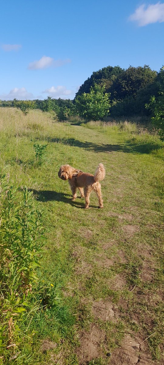 MiloNames's tweet image. Out for a early walk again I'm getting my humans up and out