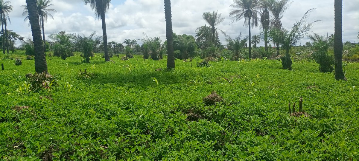realmadasandy's tweet photo. See how far we've come🥰 Six weeks since it's planted.

#Groundnuts
#SandyGrowsandRears https://t.co/HgfkmhUQQz