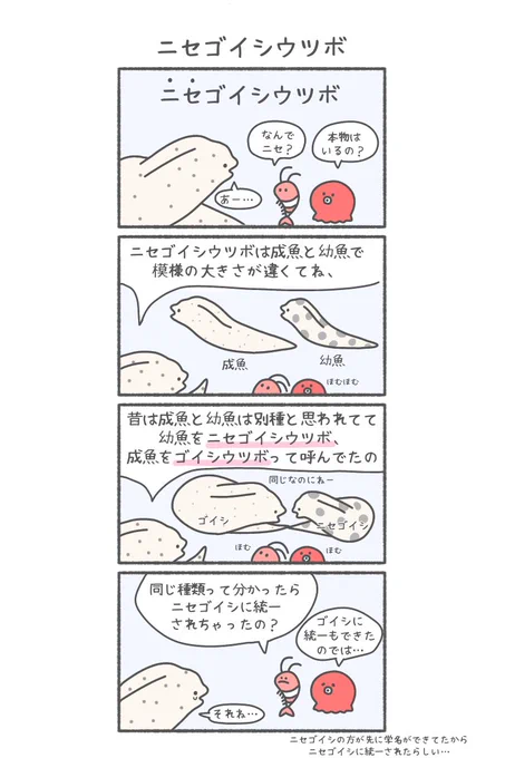 ウツボを知ろう!① 