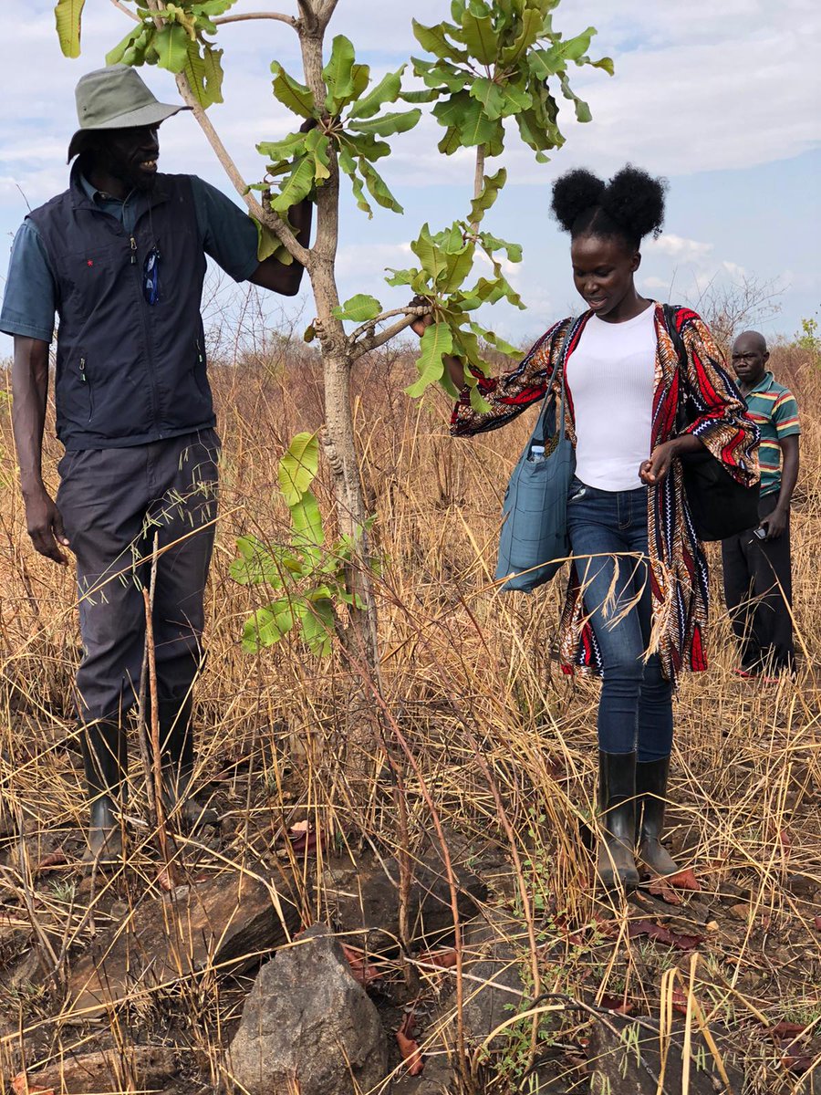 GerimaMustafa's tweet photo. Last year we launched our crowdfunder for #SaveTheSheaTree and I'm so humbled with all the support I've received from my followers here.
With your support we have..... /1 🧵 https://t.co/SYNAmgkKEV
