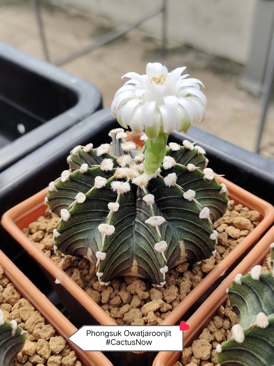 manow224's tweet photo. 🥳สุขสันต์วันเสาร์🎊 #Cactus #CactusNow #Gymnocalycium #vos1241 https://t.co/gP8gXYP2EN