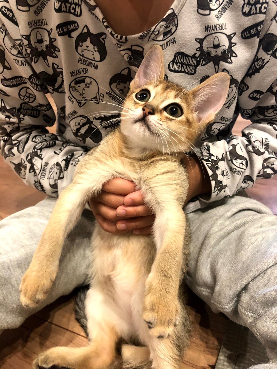 tukky0428's tweet photo. 2年後。成長しても可愛さ変わらず😻
 #これ見た人は子猫の成長した画像貼れ https://t.co/Esp30HtQSe
