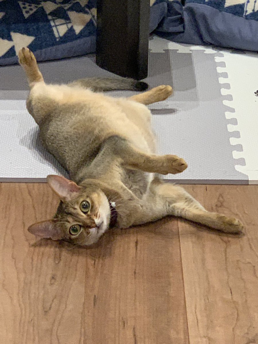 tukky0428's tweet photo. 2年後。成長しても可愛さ変わらず😻
 #これ見た人は子猫の成長した画像貼れ https://t.co/Esp30HtQSe