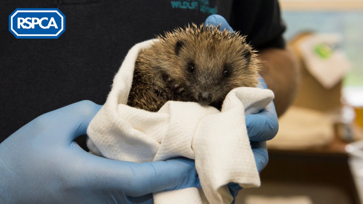 RSPCAcymru's tweet photo. ๐จ๐พ Check out our educational activities, purrfect for #GenerationKind! If your little animal lover is looking for some fun to help keep them entertained, why not build a hedgehog shack? ๐ฆ Find out more: https://t.co/EMetnXHlh2 https://t.co/I9jShyUCRb