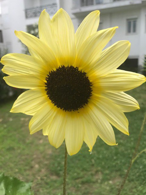 99blackbaloons's tweet photo. There’s nothing wrong, shameful or spineless about having given up on humanity. Doomers DO believe in positive things: nature, Earth, and existence in all shapes and forms #beyondhumanity #ecology #tsakraklides #amwriting https://t.co/nnt83OFMq7