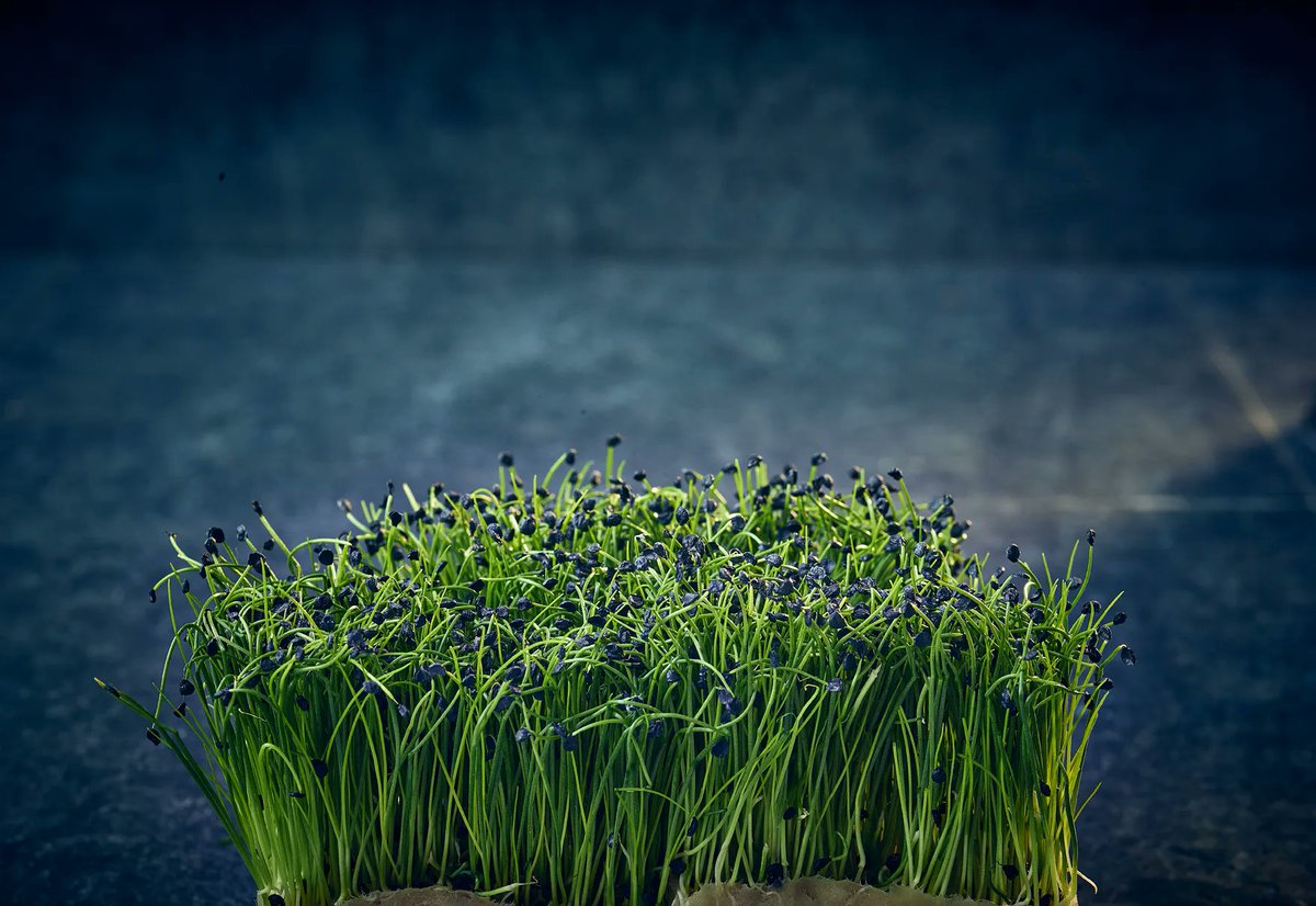 Wild Harvest (@wildharvestuk) on Twitter photo Our micro herbs & growing cresses from <a href="/WestlandsUK/">Westlands UK</a> are the perfect finishing touch to any dish you want to add a punch of flavour and visual interest to.
From amaranth & red sorrel, to garlic chives & pea shoots, we have a wide range to suit every recipe, look & mouthfeel. Our micro herbs & growing cresses from <a href="/WestlandsUK/">Westlands UK</a> are the perfect finishing touch to any dish you want to add a punch of flavour and visual interest to.
From amaranth & red sorrel, to garlic chives & pea shoots, we have a wide range to suit every recipe, look & mouthfeel.