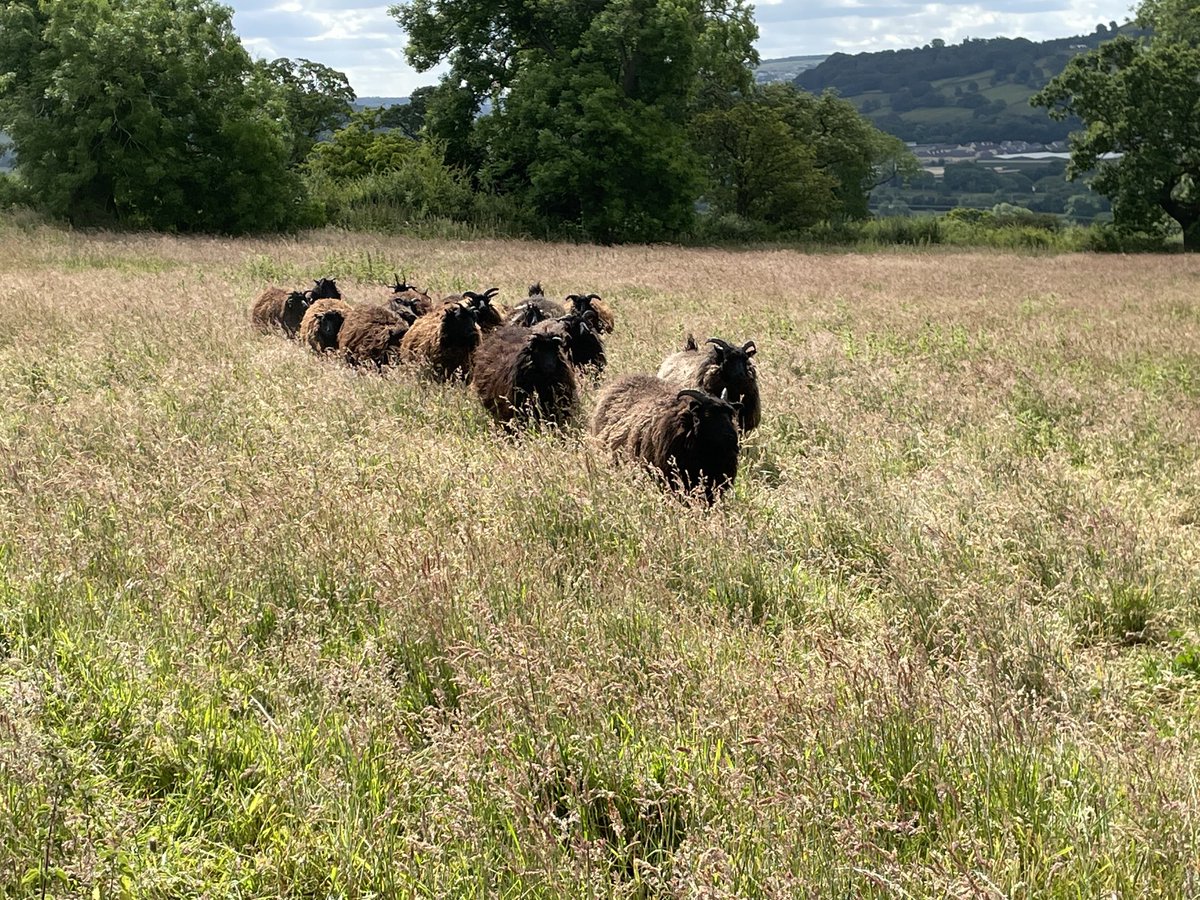 Just moved one of my groups of #HebrideanSheep into a new field, they look very happy 😊 #NativeBreeds #conservationgrazers 
💗💗💗