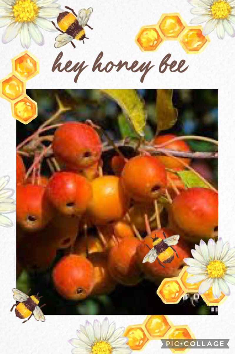 dool_sandra's tweet photo. #bevoorecht voel ik me omdat ik het fruit dat ontstaat bij het BEE-Divers: biodiversiteit als verdienmodel onderzoek van https://t.co/N7XpddYK3Y mag verwerken tot allerlei lekkers #lakenverderboerderijboterhuispder #buitenplaatsmolenwei @WUR @NederlandZoemt @theplacetobeee https://t.co/tIzMLlbXdk