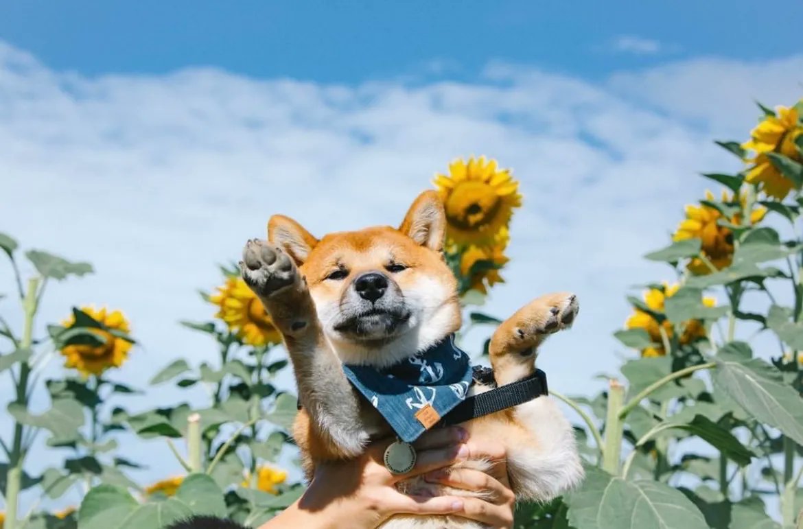 Maris Farms tweet media