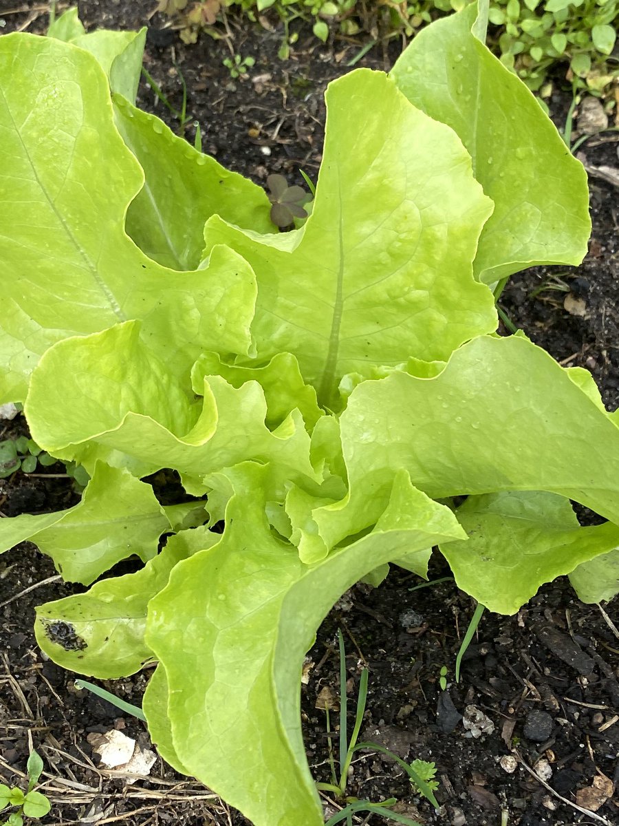 PuurMarylin's tweet photo. Let it #grow, rondje #moestuin #vandaag. Opbrengst twee #komkommers en een #aubergine. De rest onderweg. Zoals #sla, #wittekool en een ronde #courgette. Deze laatste is spontaan uit resten van onze #composthoop ontsproten. https://t.co/qwC8DJl3tC