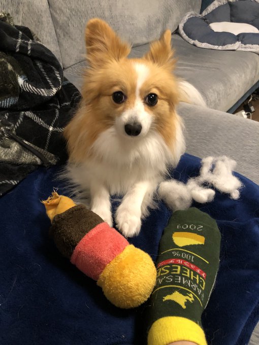 ミックス犬が嫌いでよくないと言う理由は 批判や問題は作る理由のイメージが悪いから 今週のペルル店長