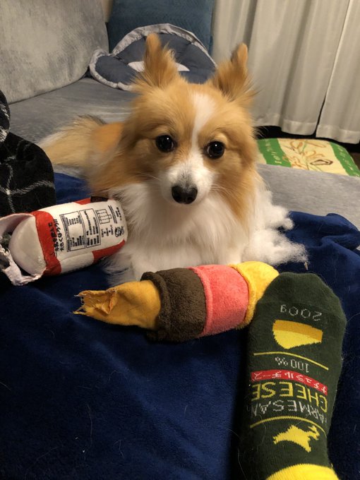 ミックス犬が嫌いでよくないと言う理由は 批判や問題は作る理由のイメージが悪いから 今週のペルル店長