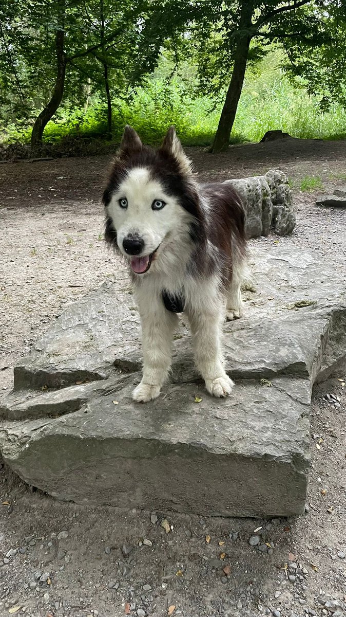Silver 🐶 and i wish our Twitter friends a beautiful Saturday 🐾.

#Husky #Huskies #husky #huskies #dogs #dogsoftwitter