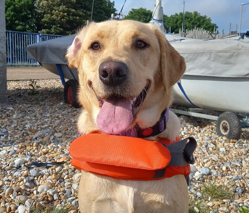 EastSussexFRS's tweet photo. We're at #Pevensey dog show tomorrow - ready to explain just why these marvellous #pupstars are sporting such lovely outfits! #watersafety https://t.co/MOI9zxeLQH