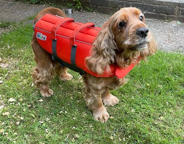 EastSussexFRS's tweet photo. We're at #Pevensey dog show tomorrow - ready to explain just why these marvellous #pupstars are sporting such lovely outfits! #watersafety https://t.co/MOI9zxeLQH