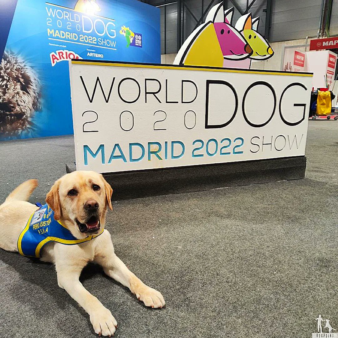 dogpoint_ong's tweet photo. Gracias a @RoyalCanin_Es por dejarnos su espacio de charlas en directo para poder dar a conocer la labor de los Perros de Asistencia para niños con autismo.
@IFEMA #perrosdeasistencia #autismo #worlddog https://t.co/Ts5IKcrXSt
https://t.co/IYNhGaOdPY https://t.co/mDDvRWDAhd