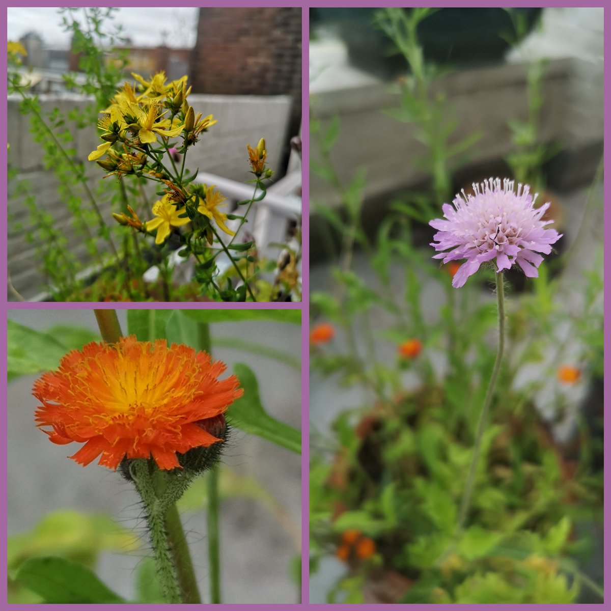 Adding to the important discussions  of native wildflora; a selection of my balcony garden plants. Native species thay help support invertebrate life as well as improving urban living/wellbeing. #urbanecology
St John's Wort 💛
Field Scabious 💜
Fox and Cubs  🧡
doing well