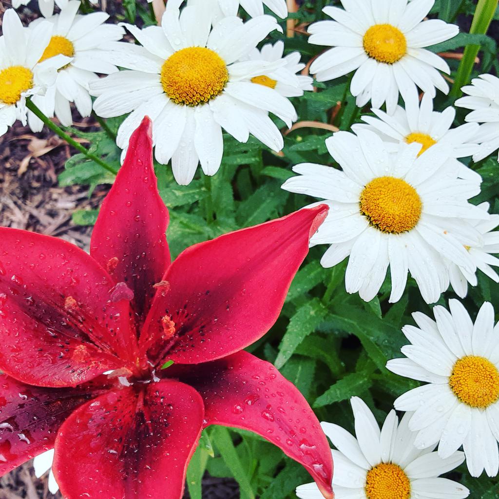 ARTHUR 150
If you need hanging baskets, planters or perenials in the colours red and white.....we have you covered 
#arthur150 
#redandwhite 
#canadaday 
#arthurgreenhouses