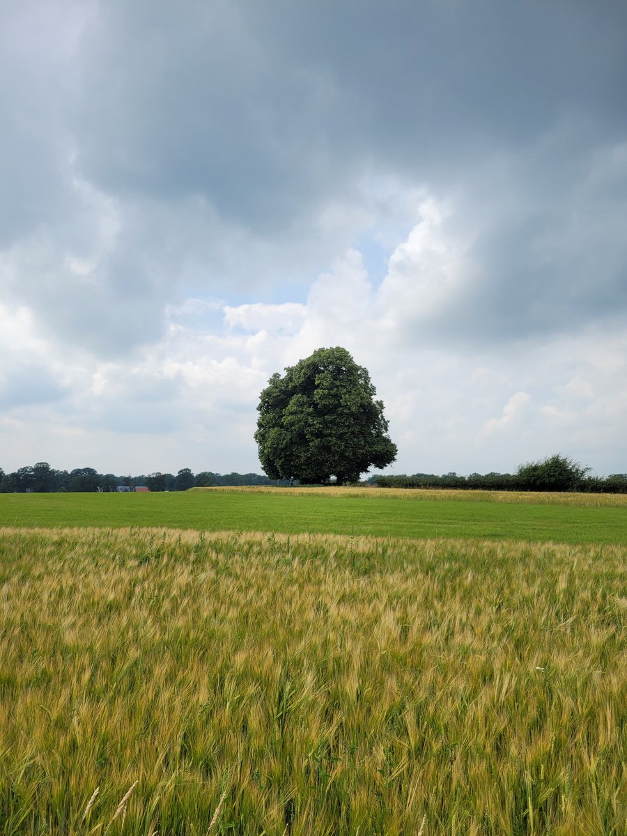 Akkerranden met gerst op de Deldeneresch. Van de gerst laten we parelgerst en bier maken.

De parelgerst is o.a. te koop bij de Twickel Landgoedwinkel 

#natuurinclusief #streekproducten #delden #twente #twickel

<a href="/kasteeltwickel/">Kasteel Twickel</a>