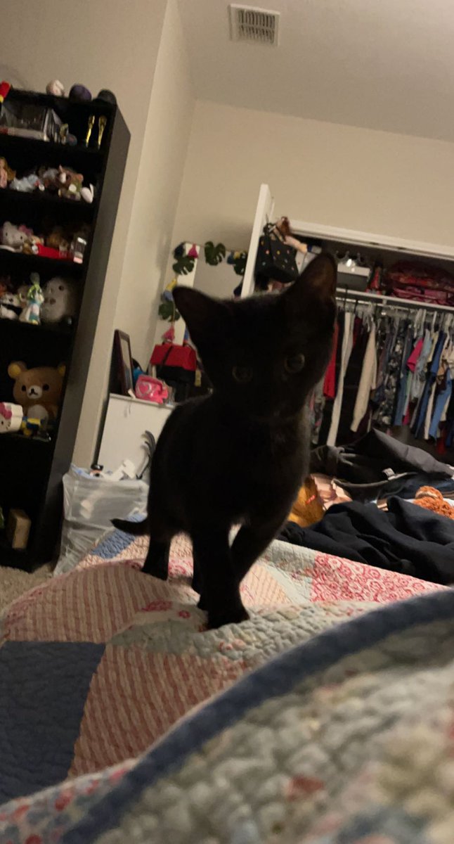 _queenmab_'s tweet photo. luna pretending to be my sleep paralysis demon https://t.co/5recUsVYmQ
