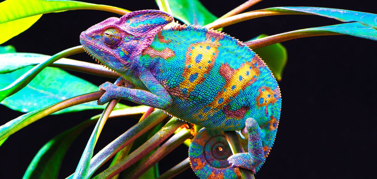 IntoshMs's tweet photo. #OneCPDADay πcan also be watching @NetflixUK documentaries, so you can tell amazing stories in lessons...
"Life in Colour with David Attenborough: Seeing in Colour"
β€π§‘ππππ Physics x Biology https://t.co/czyDsAVxb4