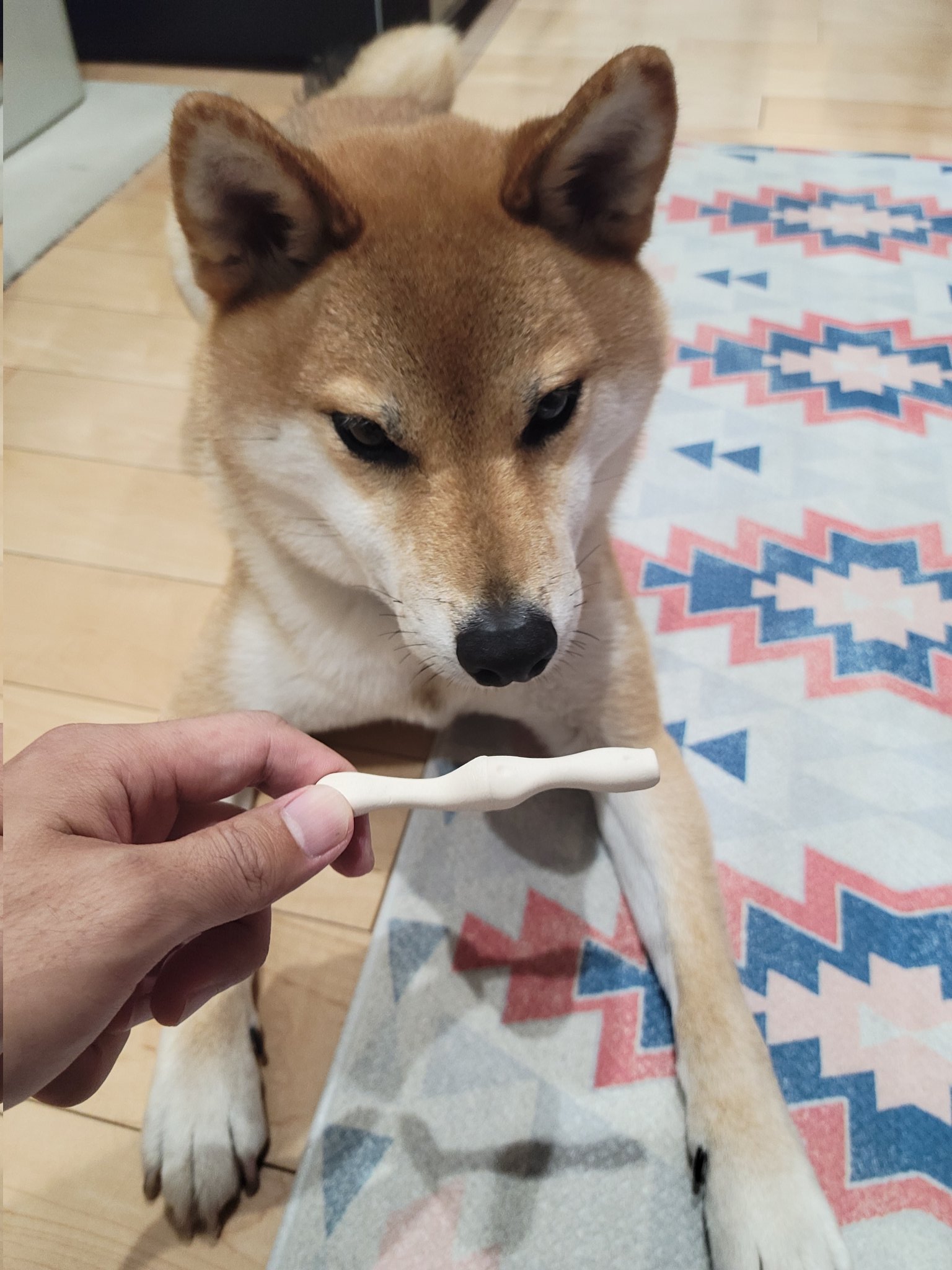 ほねっこ Twitter Search Twitter