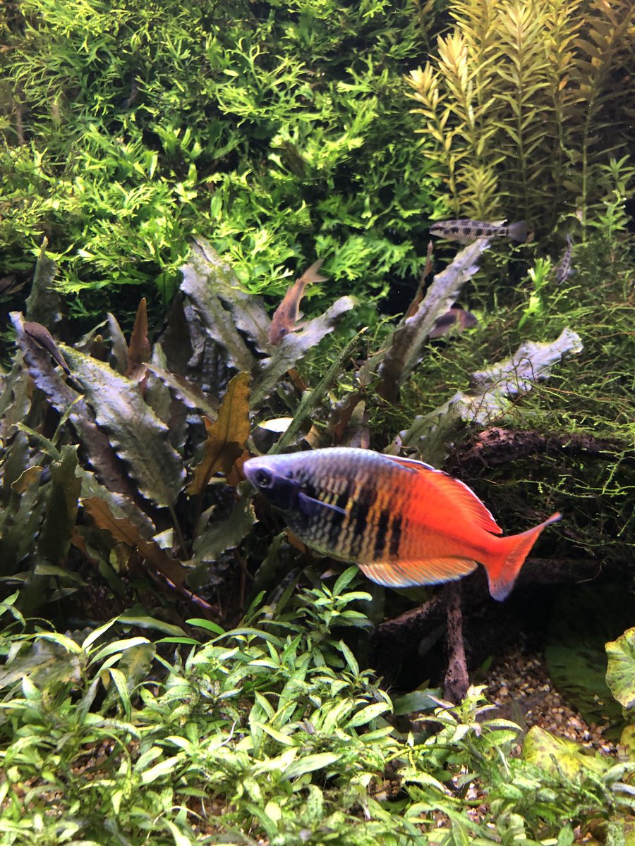 Onthulling nieuw zee-aquarium in Aquazoo. Met ruim 10.000 bezoekers per jaar een belangrijke toeristische trekpleister van ⁦<a href="/5heerenlanden/">Gemeente Vijfheerenlanden</a>⁩. 
De onderwaterwereld is magisch! #findingnemo