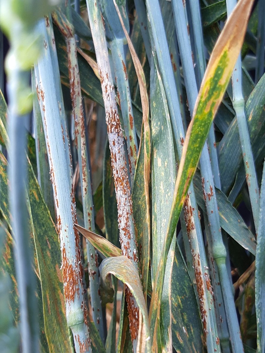 KertonMC's tweet image. Alert: Stem rust present in breeding nursery (North Oxfordshire, England) on UK material. #ukcpvs #stemrust @Saunders_Lab @allohexaploid @niabgroup