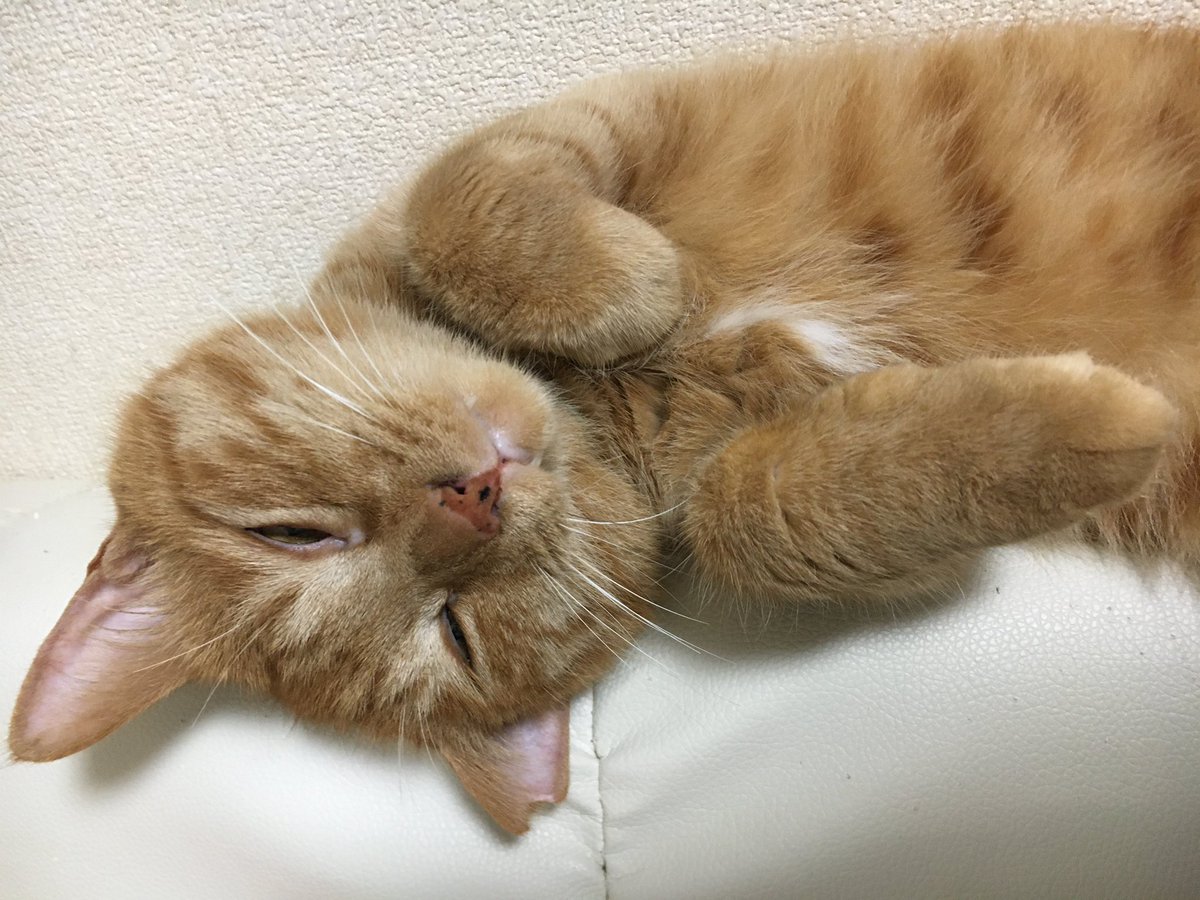sprinter_ice's tweet photo. 保護猫として1歳まで育てられ、その後お迎えした多摩🐈が去る6月22日に永眠しました🐾

まだ4歳と少しでした。
できる限りのことはしてあげられたと思います。
辛そうにしていたので楽にしてあげられたと肯定的に捉えたいと思っています。
娘を見守りよく遊んでくれました。
またどこかで会おうな。 https://t.co/5ByHQtOvLl