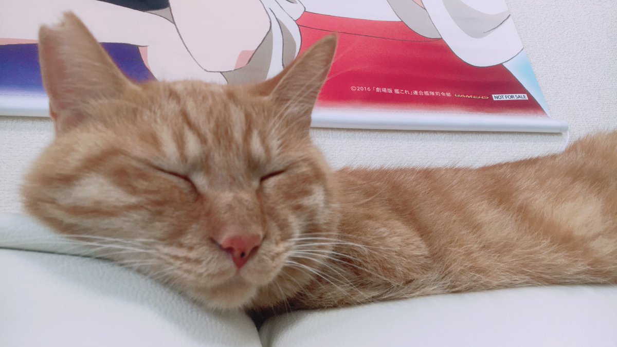 sprinter_ice's tweet photo. 保護猫として1歳まで育てられ、その後お迎えした多摩🐈が去る6月22日に永眠しました🐾

まだ4歳と少しでした。
できる限りのことはしてあげられたと思います。
辛そうにしていたので楽にしてあげられたと肯定的に捉えたいと思っています。
娘を見守りよく遊んでくれました。
またどこかで会おうな。 https://t.co/5ByHQtOvLl