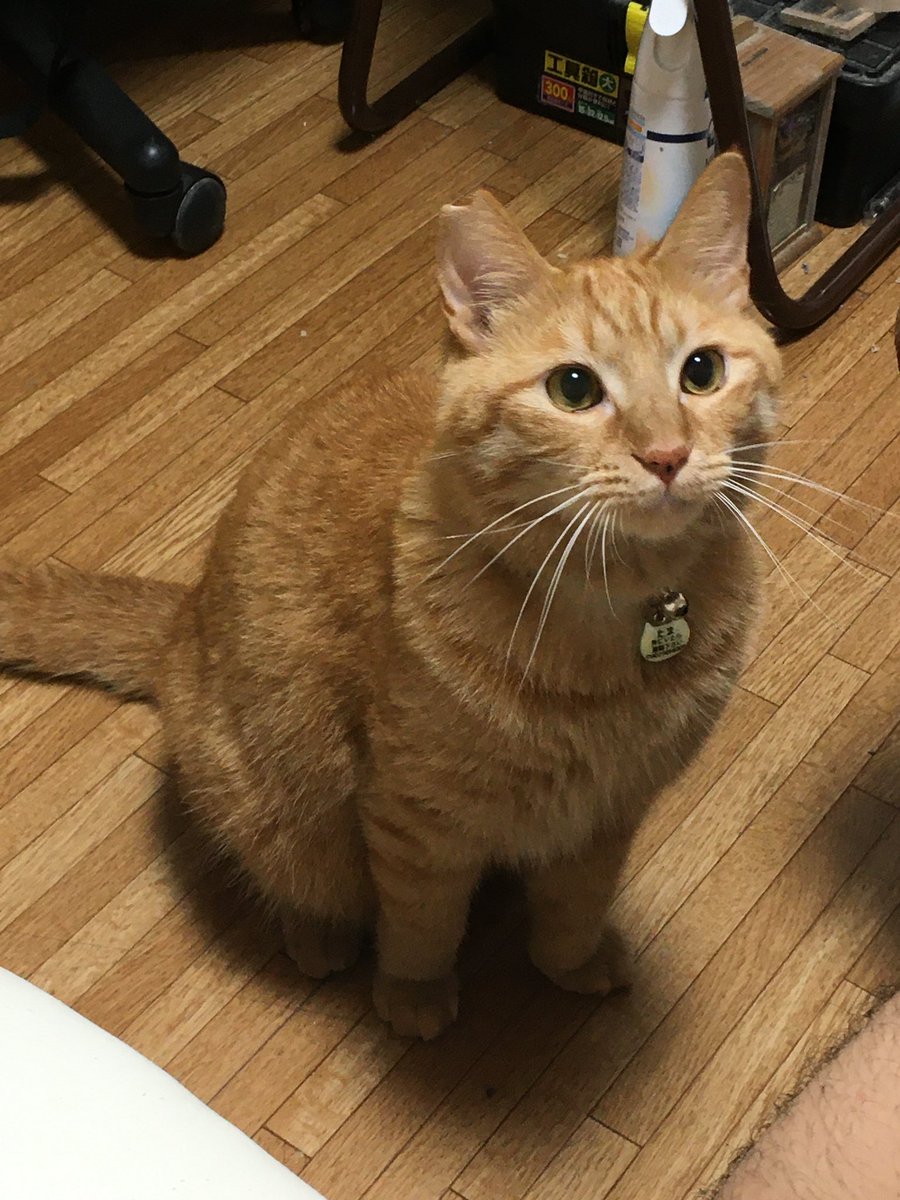 sprinter_ice's tweet photo. 保護猫として1歳まで育てられ、その後お迎えした多摩🐈が去る6月22日に永眠しました🐾

まだ4歳と少しでした。
できる限りのことはしてあげられたと思います。
辛そうにしていたので楽にしてあげられたと肯定的に捉えたいと思っています。
娘を見守りよく遊んでくれました。
またどこかで会おうな。 https://t.co/5ByHQtOvLl