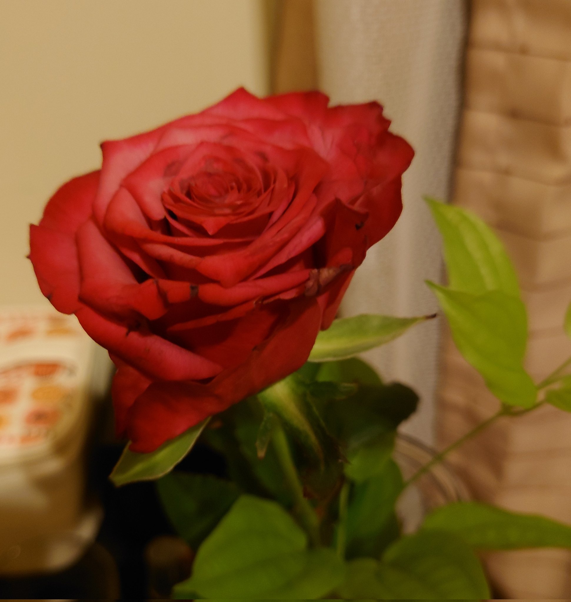 愛知県豊川市の花 Twitter Search Twitter