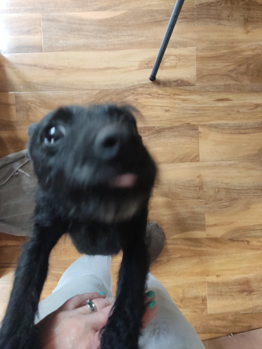 sianlewisevans1's tweet photo. One of my dogs is the silliest sweetest thing ever, she's batshit crazy and digs in my plants, but I swear she's me, just less hairy
#alldogshaveadhd #adhdtwitter #askadhd https://t.co/2VSTVGXUsn