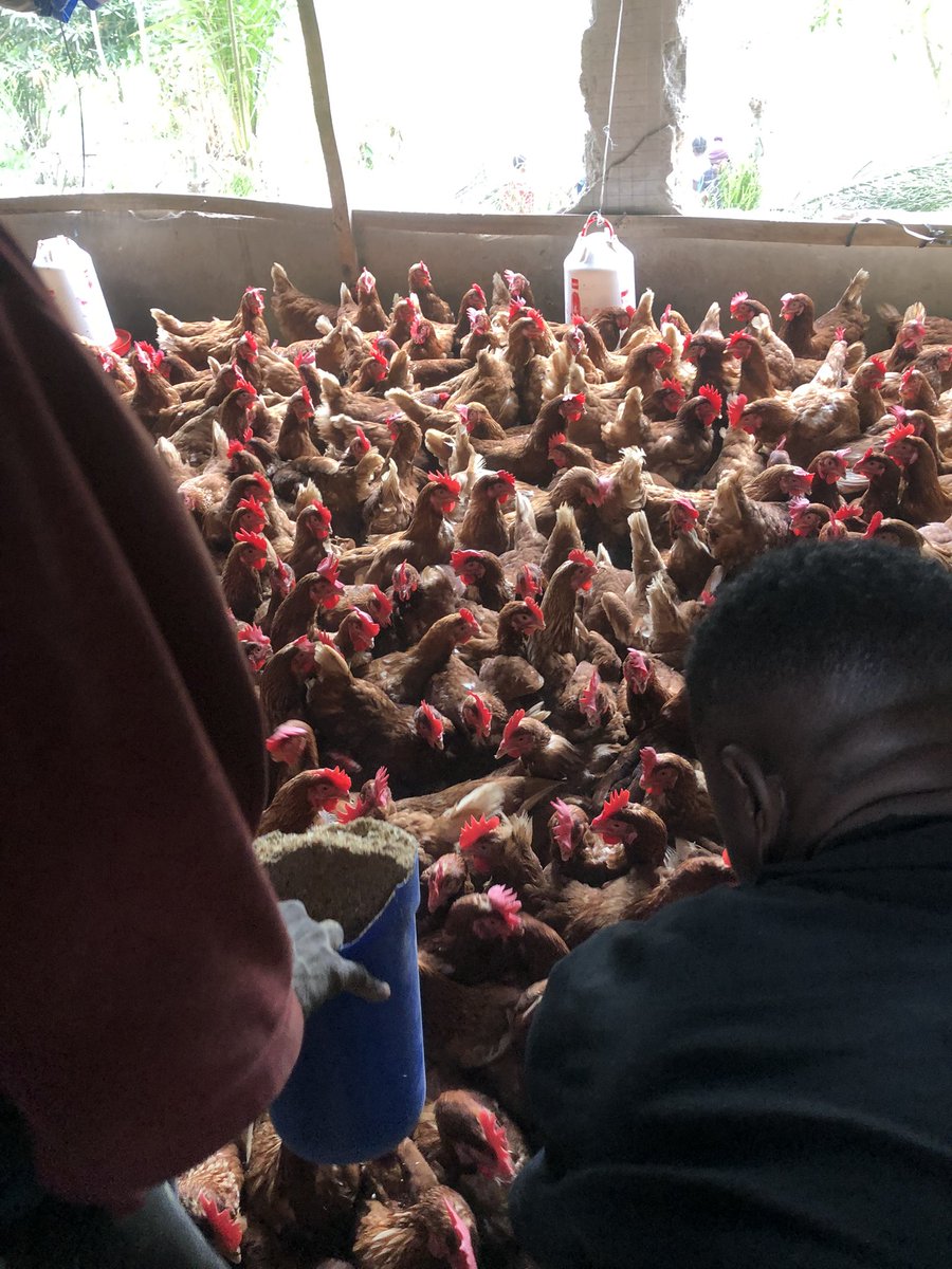 Elie Lomboto🇨🇩🐓 tweet media