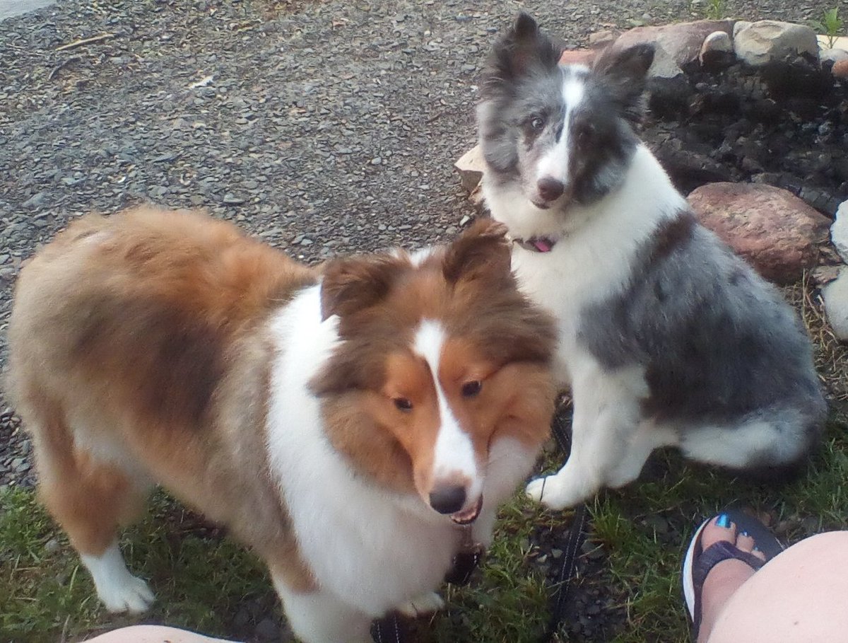 Nothing like being herded by two shelties into the kitchen. 
8 am is breakfast time kiddos.