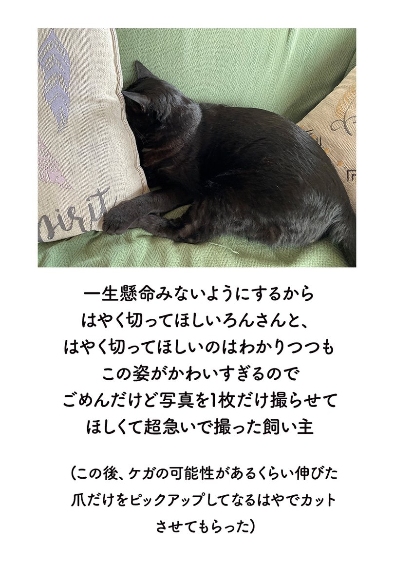 ろんさんの爪切りの我慢のしかたがなんだか人間のこどもっぽくて、猫の知能は小さいこどもと同じって聞くけどホントなんだろうねえと感心した #ろんの絵日記 