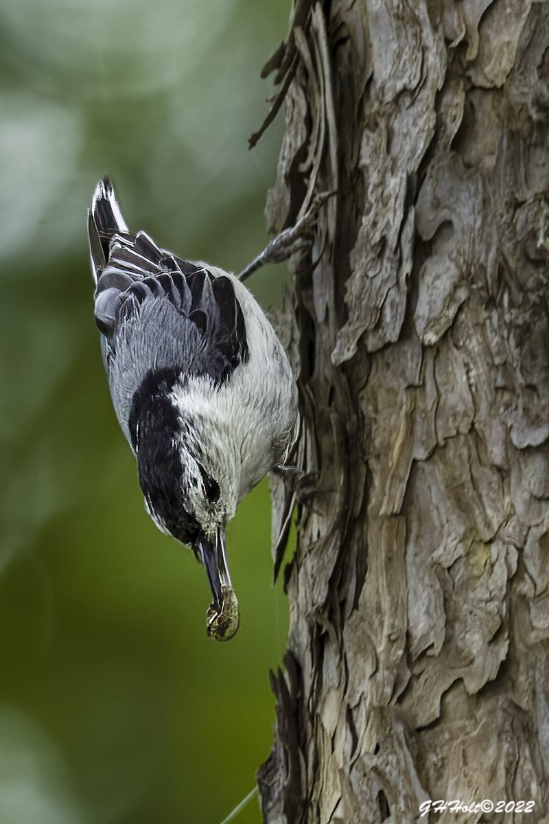 I captured another Lifer  at Cane Creek Park, a White-breasted Nuthatch.
#TwitterNatureCommunity #NaturePhotography #naturelovers #birding #birdphotography #wildlifephotography #Lifer #WhiteBreastedNuthatch #Nuthatch