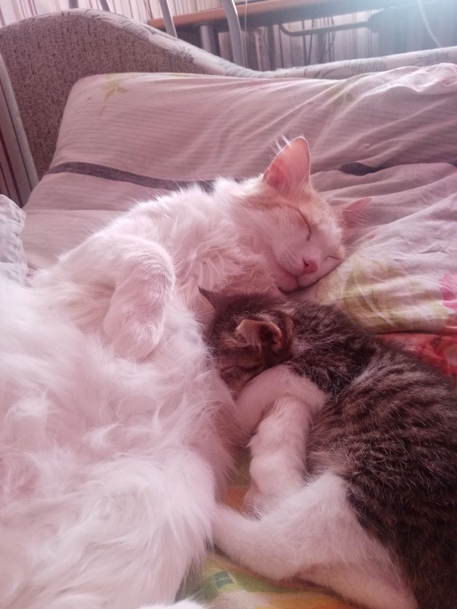 Fucking_Omlet's tweet photo. Он мать🥺 https://t.co/kpNyj5hEvH