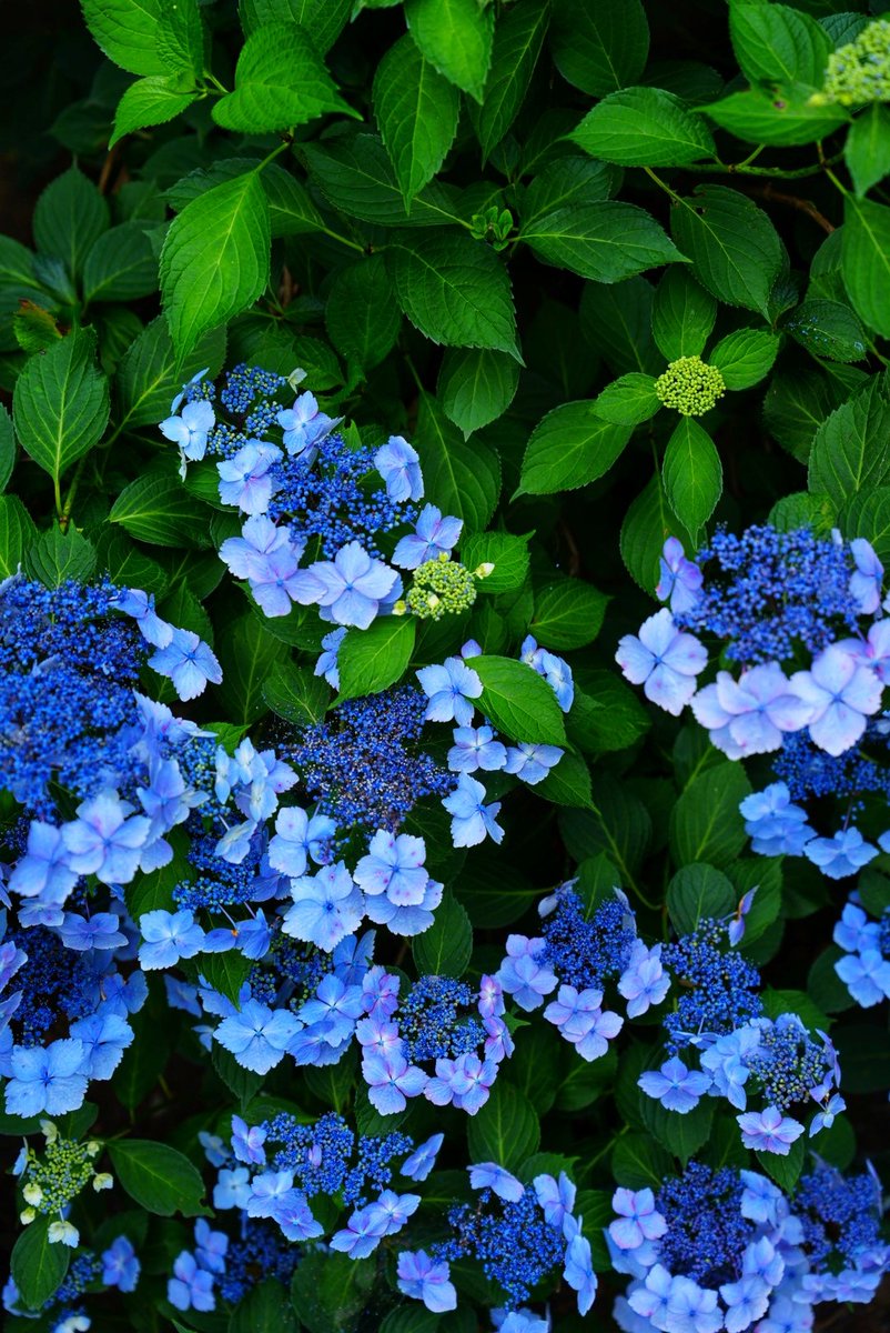 Talmon153's tweet photo. #紫陽花
#ガクアジサイ
#lacecap_hydrangea
#Hydrangea_macrophylla_f_normalis
#hydrangea https://t.co/IfbGKXo6wE