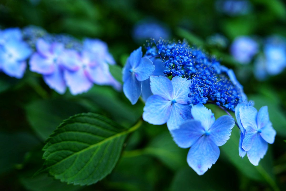 Talmon153's tweet photo. #紫陽花
#ガクアジサイ
#lacecap_hydrangea
#Hydrangea_macrophylla_f_normalis
#hydrangea https://t.co/IfbGKXo6wE