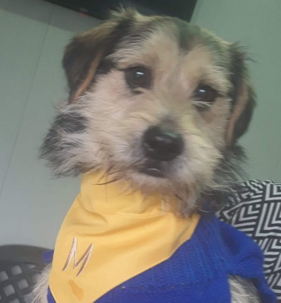DNVSaveanimals's tweet photo. Milo has had a photoshoot... ready for adoption... call us !
dnvsaveanimalsuk@gmail.com
https://t.co/Gya2L0YX9G
https://t.co/6u2w2rQVXu https://t.co/iqgcPH1xXS
