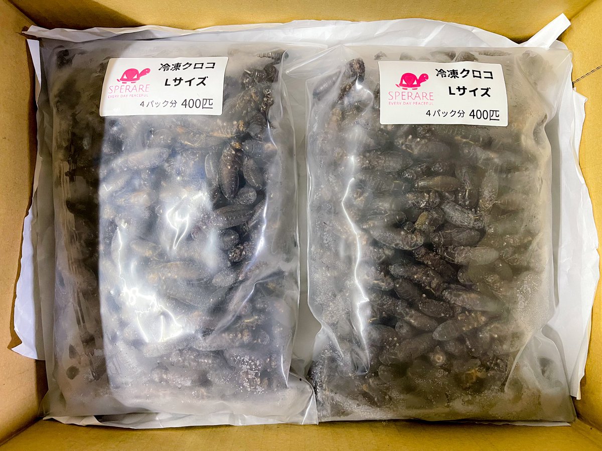 REP_SPERARE's tweet photo. 今日は本当に暑い1日でしたね。
通販サイトよりご注文ありがとうございました。
明日も同じ位の暑さらしいので熱中症に気を付けてお過ごし下さい。
#爬虫類餌
#爬虫類餌通販
#冷凍コオロギ
#冷凍マウス
#冷凍デュビア
#MonitorFeed
#モニターフィード https://t.co/tUv2tC42kL